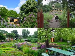 Image result for Grona setigera