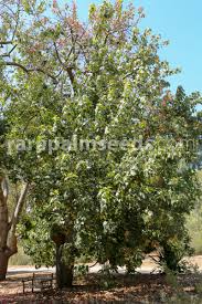 Image result for Brachychiton discolor