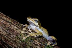 Image result for Polystachya macropoda