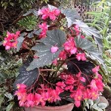 Angel Wing Begonia Benefits
