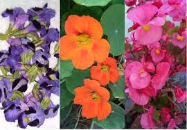 Rainbowly is singapore's number one shop that has been offering fresh fruit arrangements since 2013. What S On A Plate Edible Flowers Are More Than Just Garnish