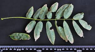 Image result for Philenoptera