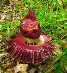 Image result for Amorphophallus goetzei