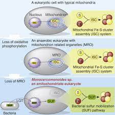 We did not find results for: Eukaryote Found That Lacks Mitochondria Powerhouse Cell And Molecular Biology
