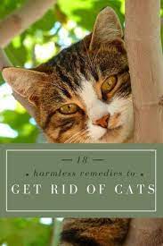 How To Get Rid Of Stray Cats Cats Cat Repellant Outdoor Cats Outside
