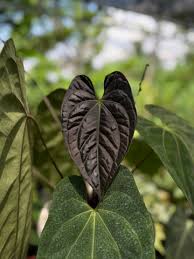 Image result for Trochomeria hookeri