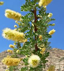 Image result for Acacia goetzei