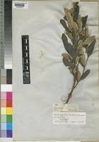 Image result for Ozoroa paniculosa