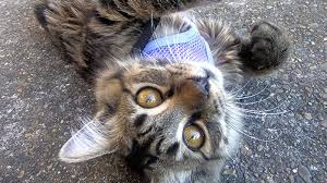 How to know if cat has fleas. How To Rid Your Cat Of Fleas My Pet Warehouse