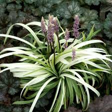 Image result for Ozoroa longipes