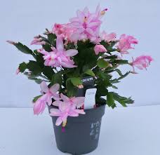 Christmas cactus is one of the most common christmas gifts, as well as a widely used decorative plant at christmas time. Schlumbergera Christmas Cactus House Plants Buy Trees Shrubs Perennials Annuals House Plants Statues And Furniture