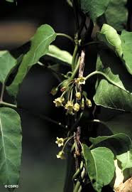 Image result for Marsdenia