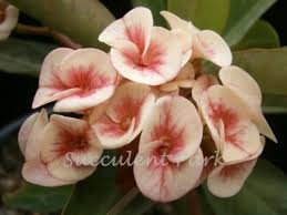 Electronics Cars Fashion Collectibles Coupons And More Ebay Coronas De Cristo Euphorbia Milii Flores Exoticas