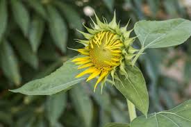 Rinse the seeds in a fine mesh strainer under running water, until the water runs through clear. How To Roast Sunflower Seeds Tastessence