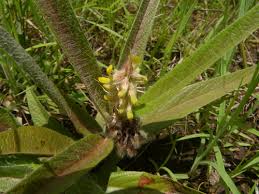 Image result for Eriosema laurentii