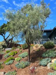 Image result for Acacia