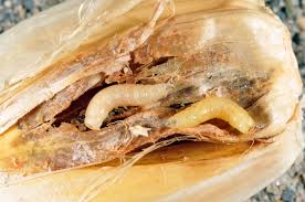 Flies become attracted to some rotting material or spoiled food in your home and use that as a breeding ground to lay their eggs which hatch to become maggots. Seed And Root Maggots Purdue University Vegetable Crops Hotline