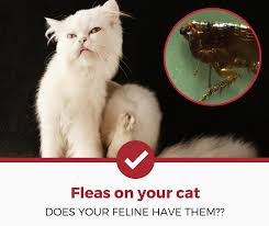 Well, it is quite hard to tell if he is shy. How To Tell If Your Cat Has Fleas 4 Key Signs Pest Strategies