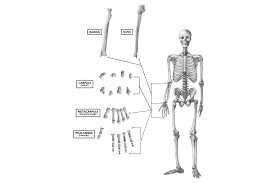 How to draw hand bone diagram| phalange carpal bone diagram. Crossfit The Wrist Hand