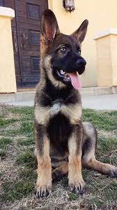 We make sure each dog has the health care and worming at the appropriate ages. Trained German Shepherd Puppies Red Rock K9 German Shepherd Puppies Training German Shepherd Puppies Shepherd Dog Breeds