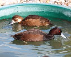 Veuillez nous excuser pour le désagrément. Les Conseils Sur Les Canards Oies Et Cygnes De La Ferme De Beaumont