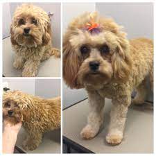 How To Make A Cute Pup Cuter We Gave It A Go Cutenessoverload Puppylove Doggrooming Lovethatface Cute Puppies Dog Grooming Cuteness Overload