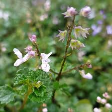 Image result for Dicliptera clinopodia