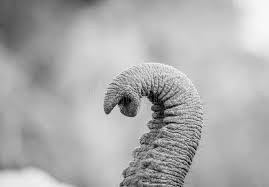 Elephant Trunk in Black and White in the Kruger National Park. Stock Photo 
