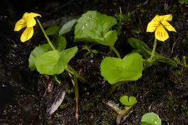 Image result for Viola eminii