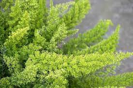 Maybe you would like to learn more about one of these? Foxtail Fern Caring For Asparagus Foxtail Fern Asparagus Meyeri