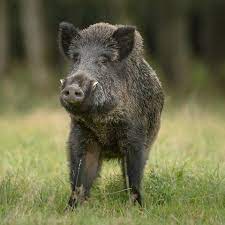 Maybe you would like to learn more about one of these? Istria On The Internet Fauna Mammals Pigs