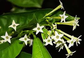 It is plant is medium size tree or shrub. How Many Type Of Jasmine Flower U Know Every Of Them Has Unique Fragrance Beauty Plant Talk Nurserylive Wikipedia