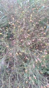 Image result for Schkuhria pinnata