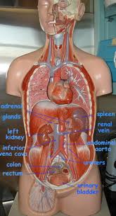 Posted on july 5, 2015 by admin. Labeled Human Torso Model Diagram The Human Organ Systems Human Anatomy And Physiology Lab Bsb 141 Silent Photo Tour Of The Labeled Torso Model For The Clovis Community College California