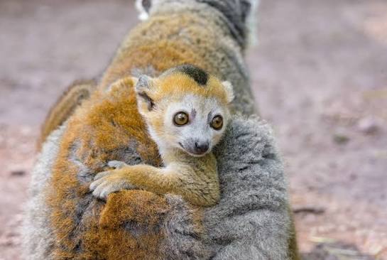 Lemur - There's nothing quite like the bond between a baby lemur and its  caregiver! For crowned lemurs like this cutie, it is just as common for the  mama lemurs to have