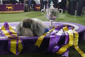 Jun 12, 2021 · westminster dog show 2021: Westminster Dog Show 2021 Results Best Of Breed Winners And Final Recap Bleacher Report Latest News Videos And Highlights