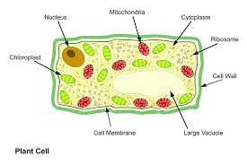› structure of the plant cell. Basic Structure Of A Plant And Animal Cell Introduction