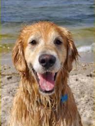 Maybe you would like to learn more about one of these? Have You Seen Him Brick Dog Has Been Missing For Nearly 3 Weeks