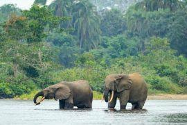 Image result for Galium chloroionanthum