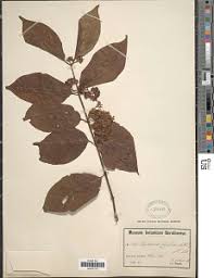 Image result for Psydrax mutimushii