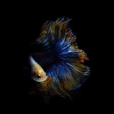 Check spelling or type a new query. Cupang Wallpapers Wallpaper Cave