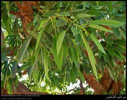 We did not find results for: Wonderboom Fig Tree At Ain Razat Salalah Dhofar English Flickr