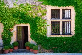Piante grasse pendenti piante grasse piante grasse. Piante Rampicanti Per I Muri Di Casa E Per Balconi Officina Del Verde