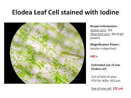 We did not find results for: Creating Biological Drawings Ppt Download