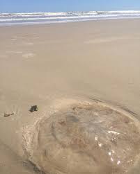 New users enjoy 60% off. Other Invertebrates Corals Sponges Worms Etc Padre Island National Seashore U S National Park Service