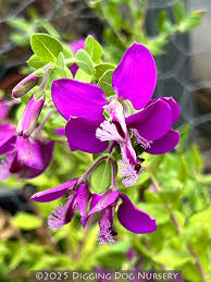 Image result for Polygala marensis