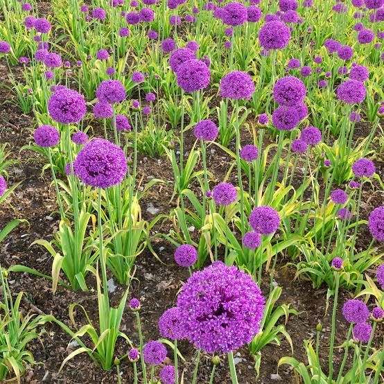 Allium hollandicum - Purple Sensation - Ornamental Onion 02 (3D Model) -