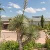 The stem remaining in the pot should grow a new rosette of shiny broad yucca leaves. Https Encrypted Tbn0 Gstatic Com Images Q Tbn And9gcqmbwelfye2i3twtf8tmirhyqq3pve9g K9vhfypsftfv Qqvp4 Usqp Cau