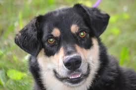 Adopt Betsey Johnson On Petfinder Shepherd Dog Mix Dog Mixes German Shepherd Dogs