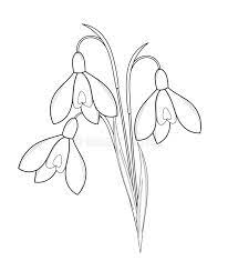 Bouquet Of Snowdrops Outline Drawing Royalty Free Illustration Outline Drawings Flower Drawing Drawings